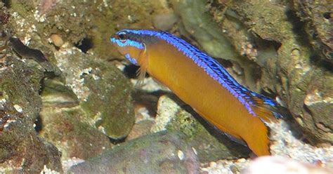 dottyback fish|Dottyback Fish Breed Information and Pictures .